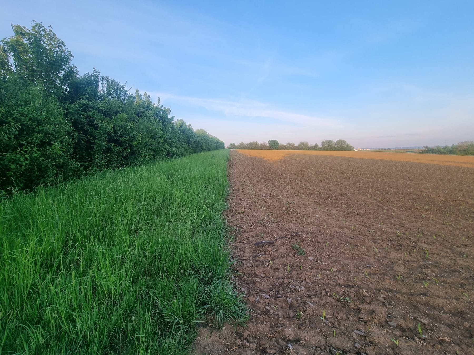 Ackerrandstreifen mit Hecke — Habitat für Neuntöter und weitere Brutvögel in Baden-Württemberg