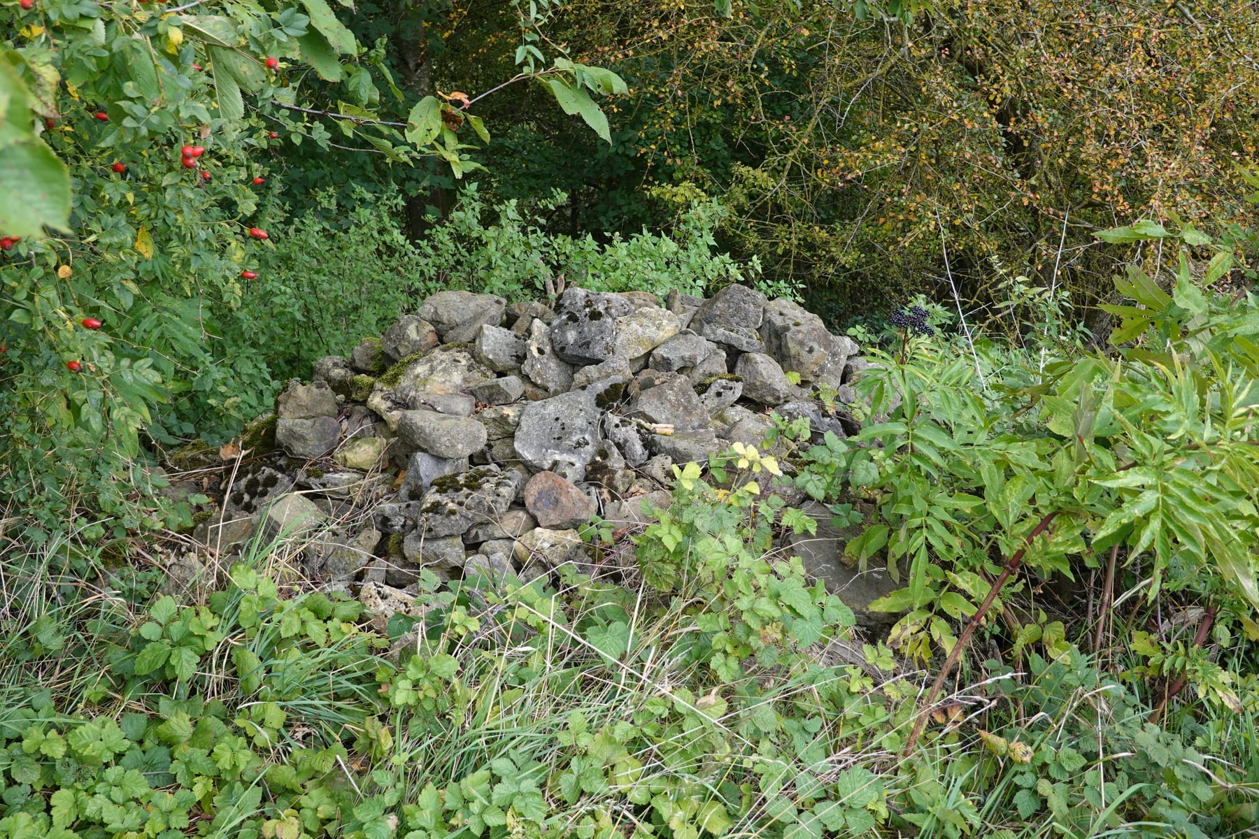Steinhaufen als Reptilienhabitat — Habitatstruktur für Zauneidechse und Blindschleiche in BW