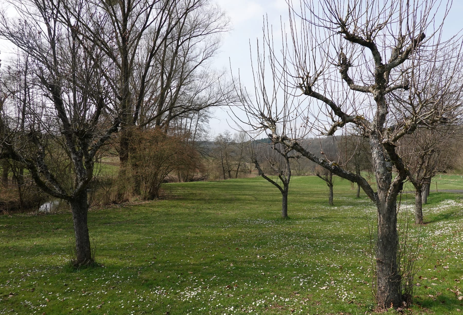Streuobstwiese im Frühling — artenreicher Lebensraum, typisch für Baden-Württemberg