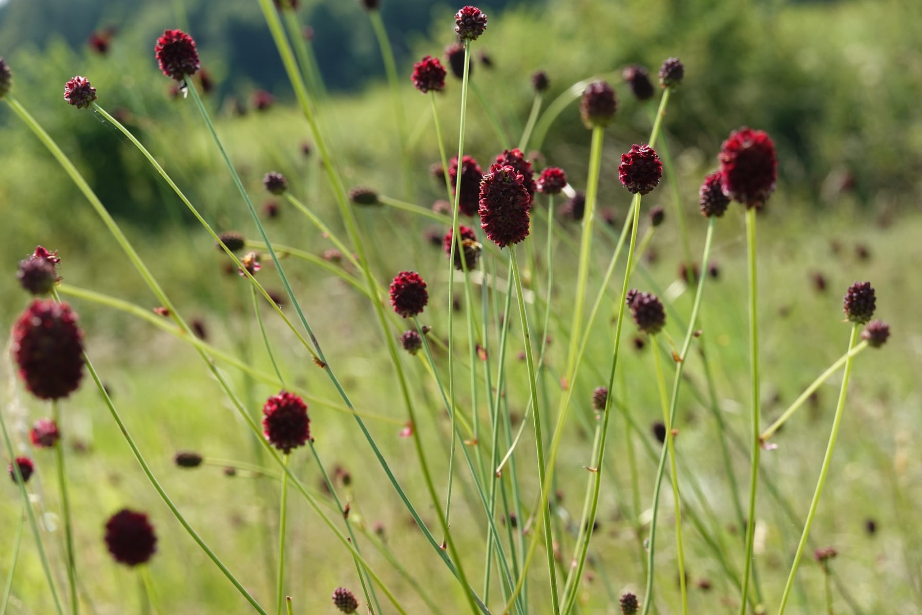 Wiesenknopf-Magerwiese als Lebensraum des Dunklen Ameisenbläulings — Habitatpotenzialanalyse BW
