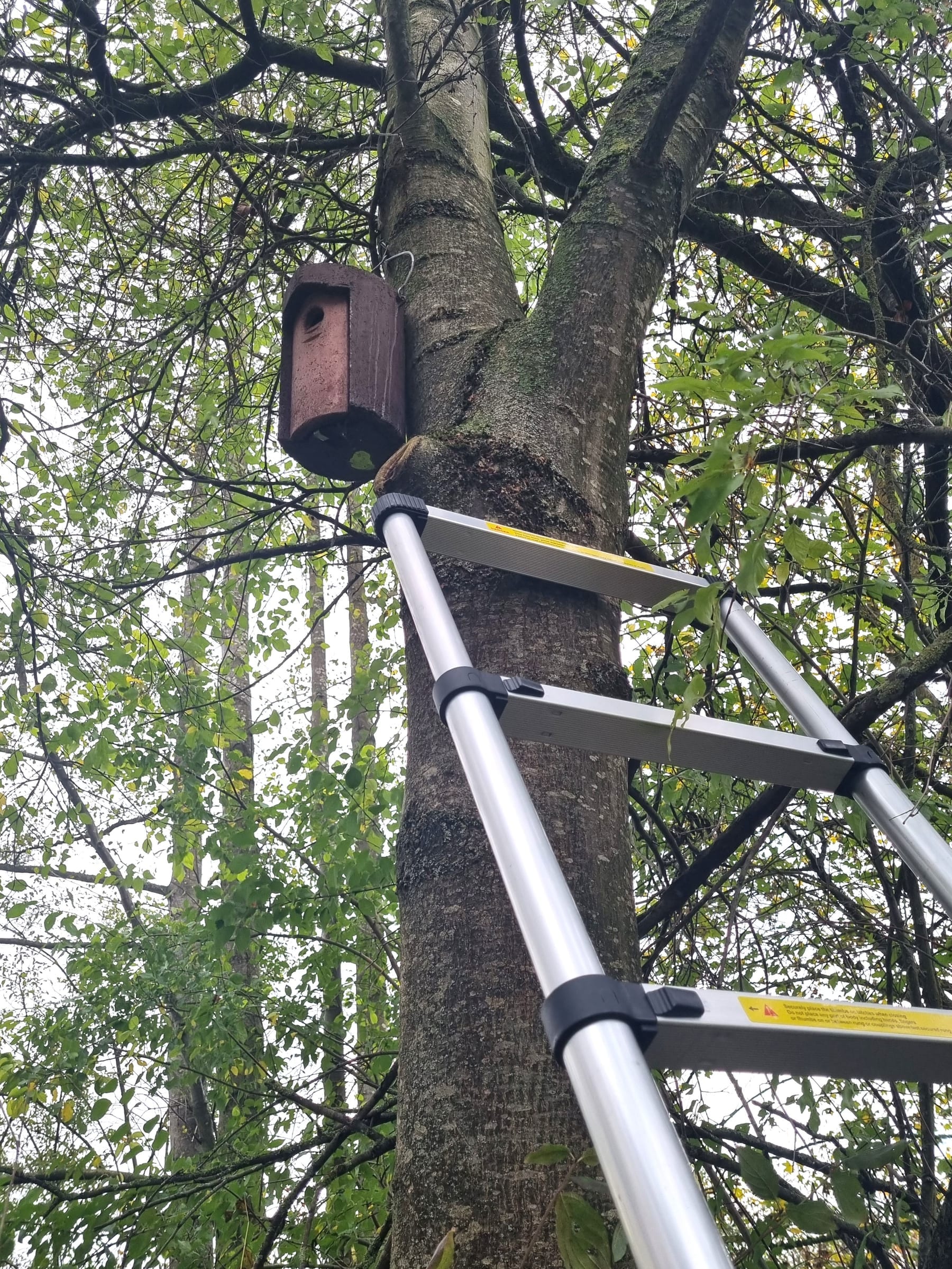 Fledermauskasten im Herbstwald — Erfolgskontrolle von Ersatzquartieren im Rahmen der ökologischen Baubegleitung