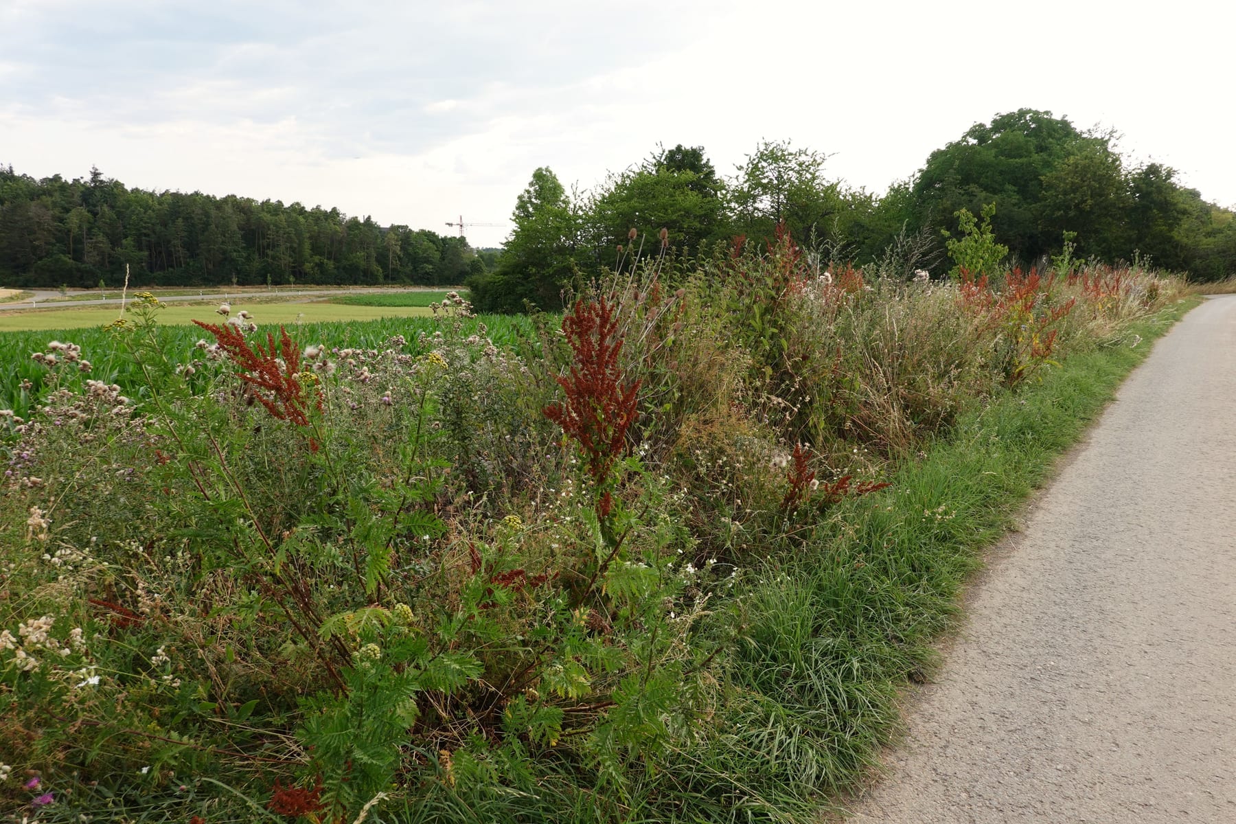 Vor-Ort-Kontrolle und Flächenfreigabe bei der ökologischen Baubegleitung in Baden-Württemberg