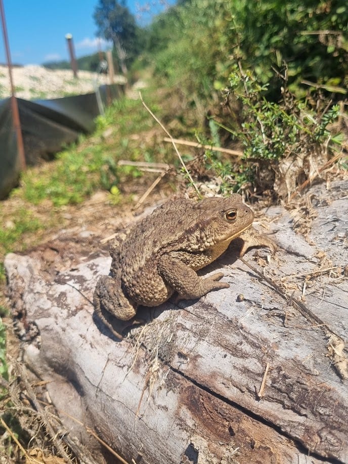 Erdkröte (Bufo bufo) bei der Umsiedlung vor Baubeginn — ökologische Baubegleitung in BW