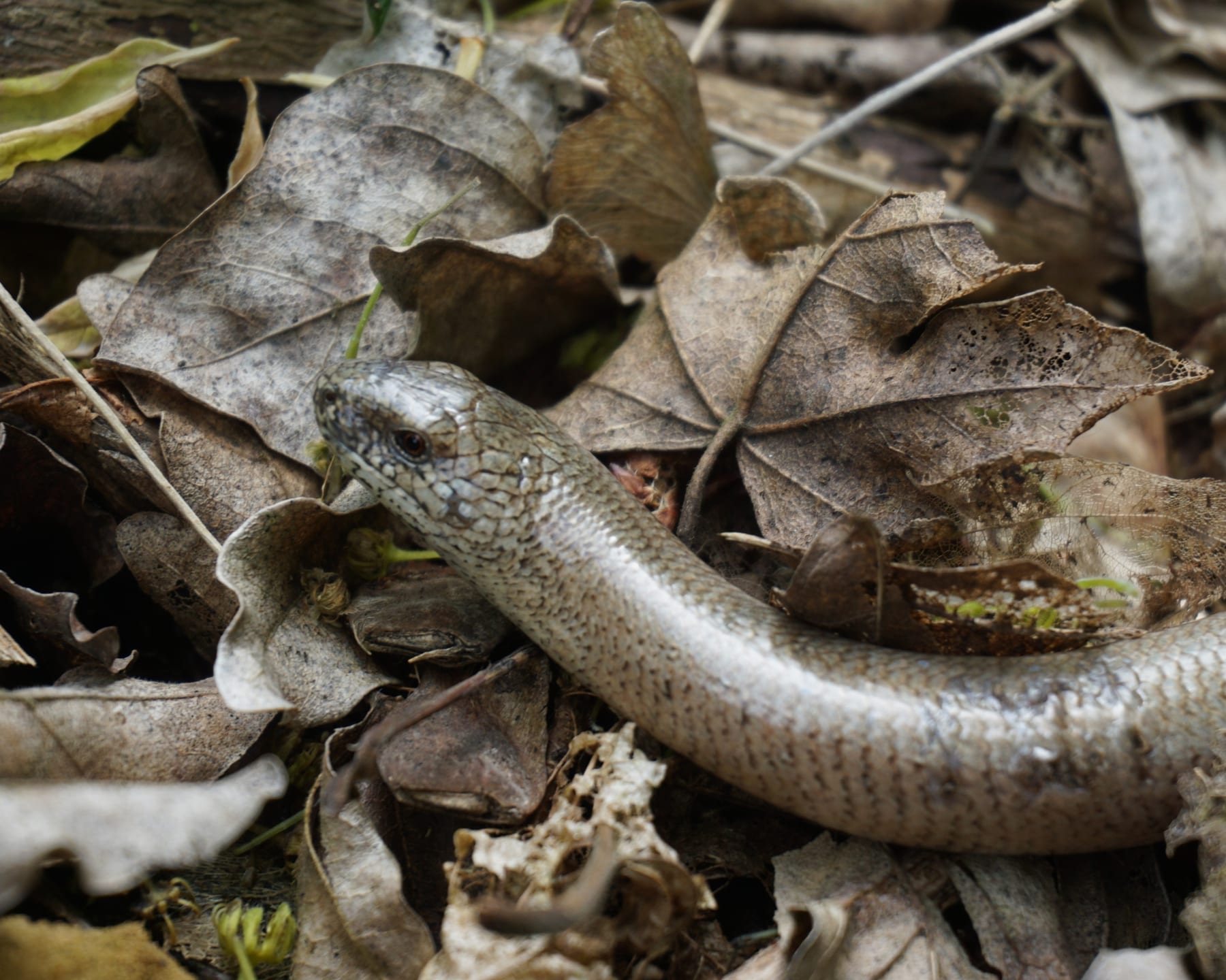 Blindschleiche (Anguis fragilis) — europäisch geschützte Reptilienart in Baden-Württemberg
