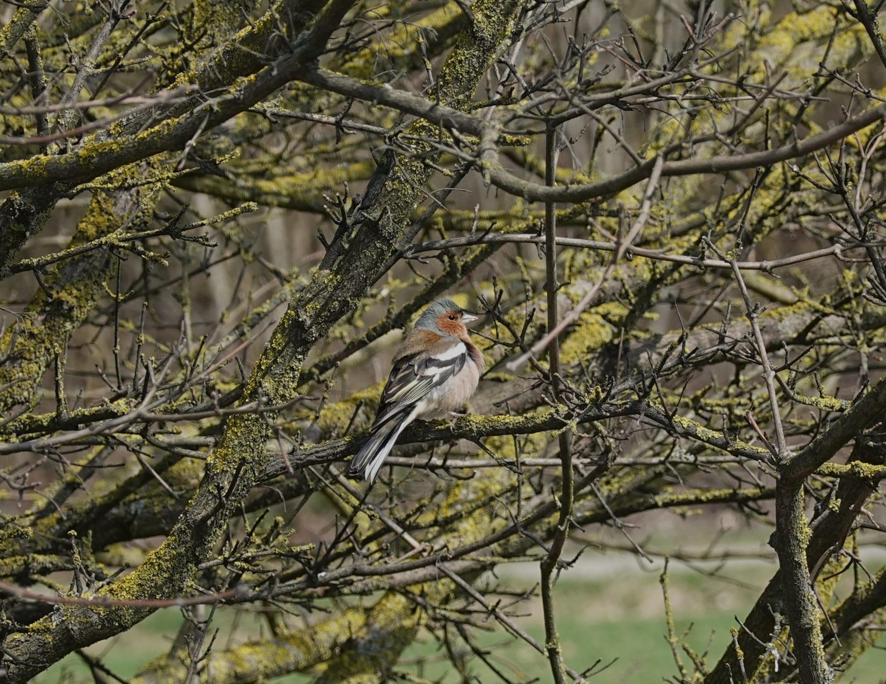 Buchfink (Fringilla coelebs) — häufiger Brutvogel in Wäldern und Gärten
