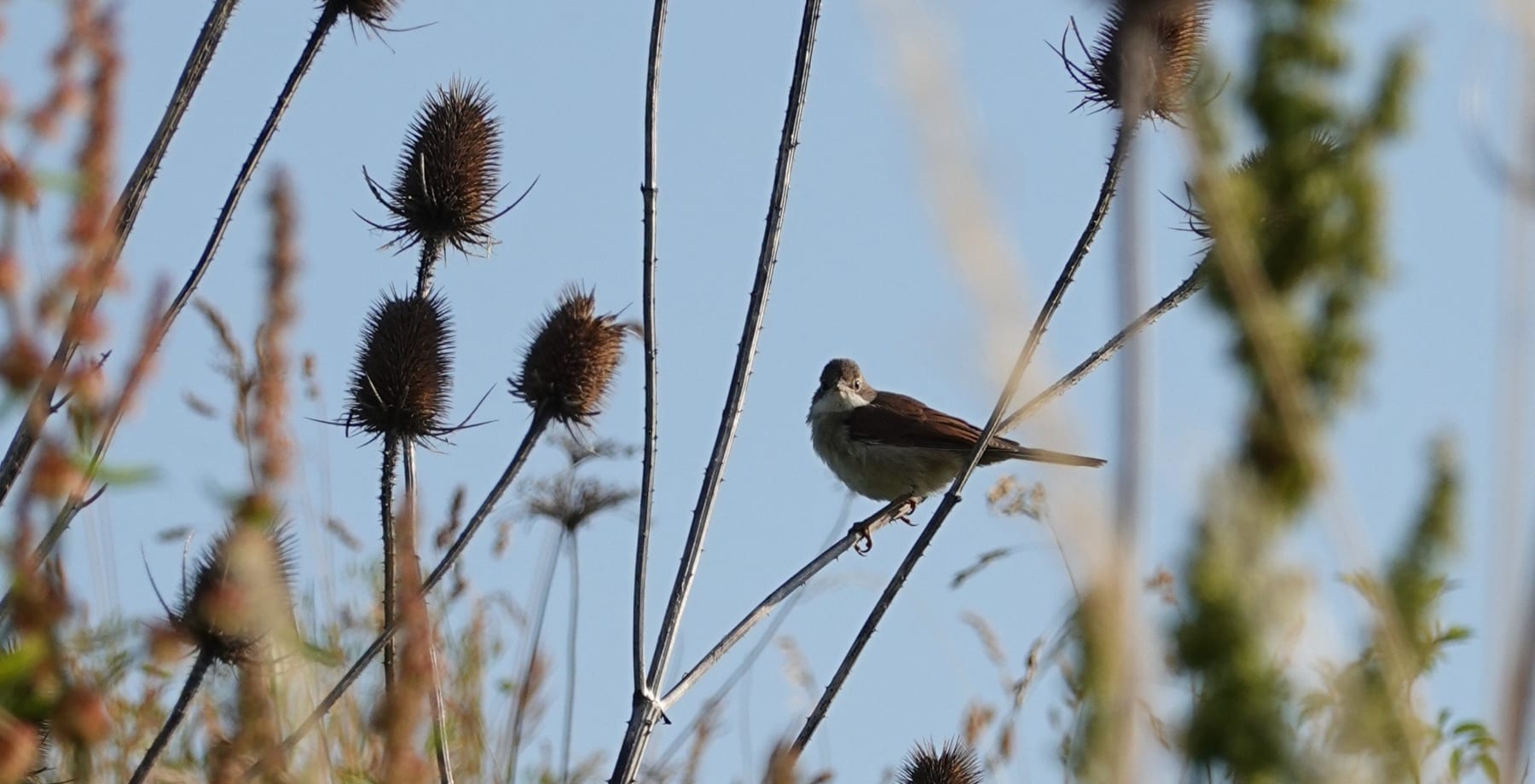 Dorngrasmücke (Sylvia communis) — Brutvogel der Hecken und Ruderalflächen