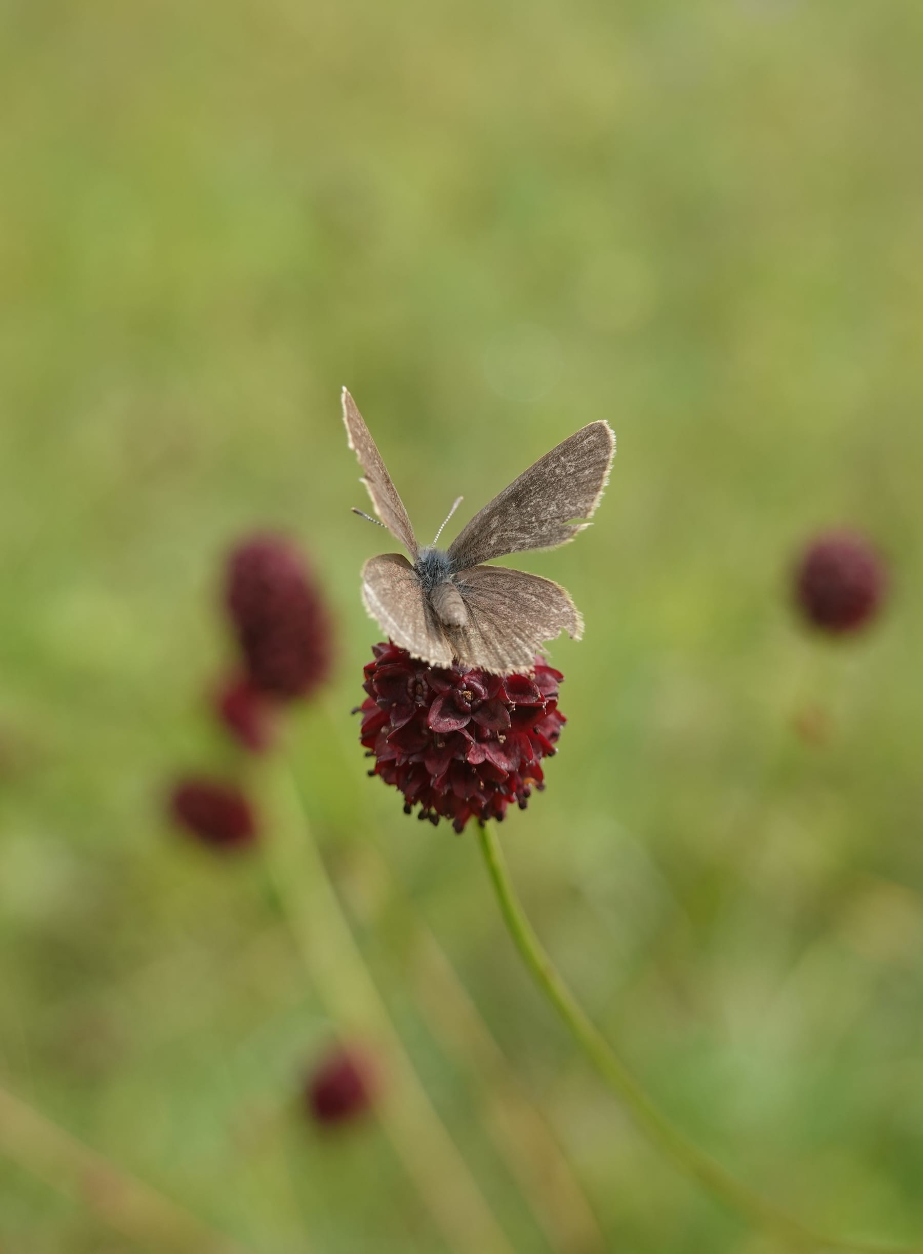 Dunkler Wiesenknopf-Ameisenbläuling (Phengaris nausithous) — FFH-Schmetterlingsart, Tagfalterkartierung BW