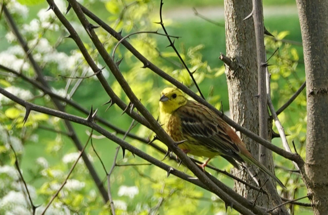 Goldammer (Emberiza citrinella) — Brutvogel der Streuobstwiesen und Feldgehölze