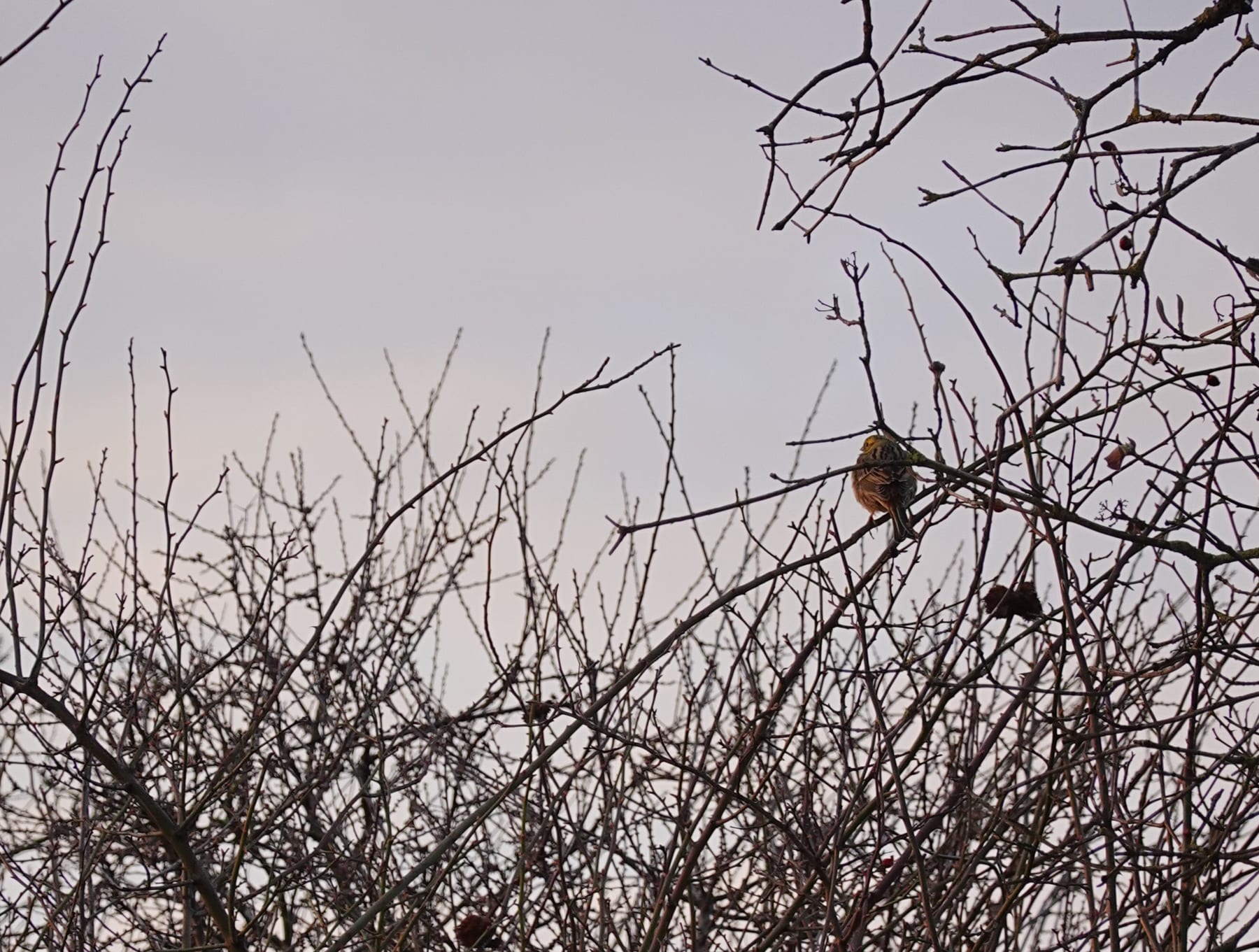 Goldammer (Emberiza citrinella) — Brutvogel der Feldgehölze und Streuobstwiesen