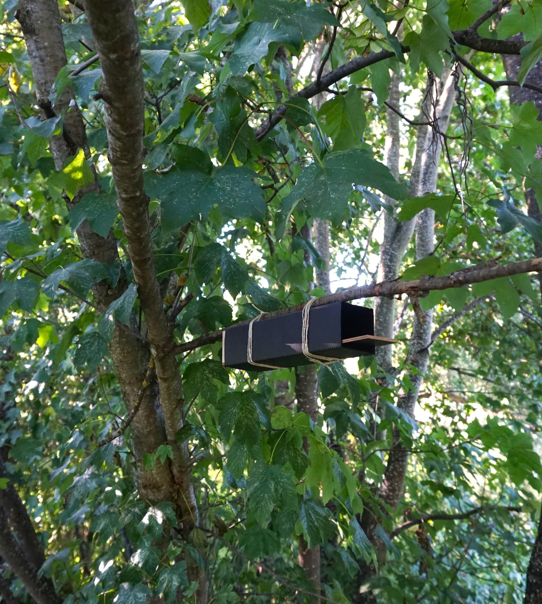 Haselmaus-Tube im Gelände — Bestandserfassung der Haselmaus (Muscardinus avellanarius) in BW