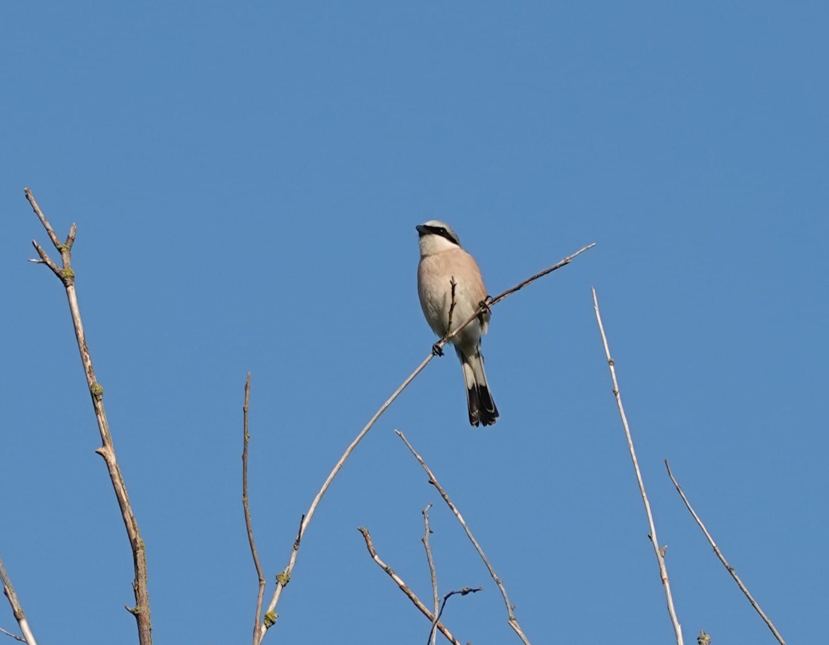 Neuntöter (Lanius collurio) — typischer Brutvogelart der Heckenlandschaften in BW