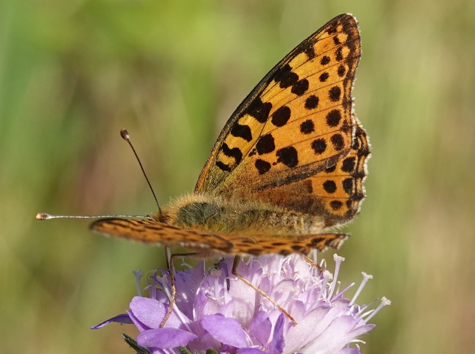 Perlmuttfalter (Boloria-Arten) — Tagfalterkartierung in Magerrasen und Feuchtwiesen