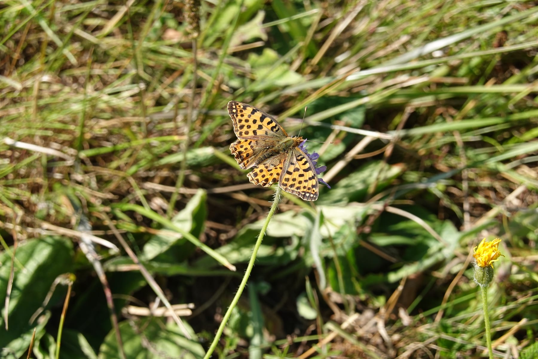 Kleiner Perlmuttfalter (Issoria lathonia) — Tagfalter der Magerrasen in Baden-Württemberg