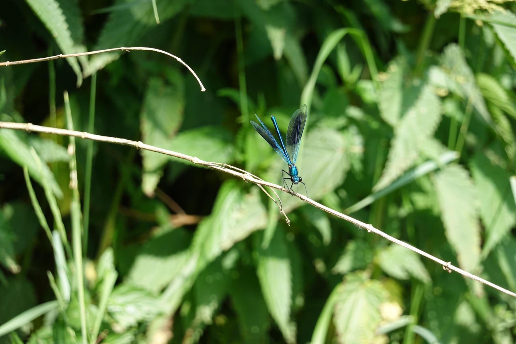 Gebänderte Prachtlibelle (Calopteryx splendens) an einem Bachabschnitt in BW