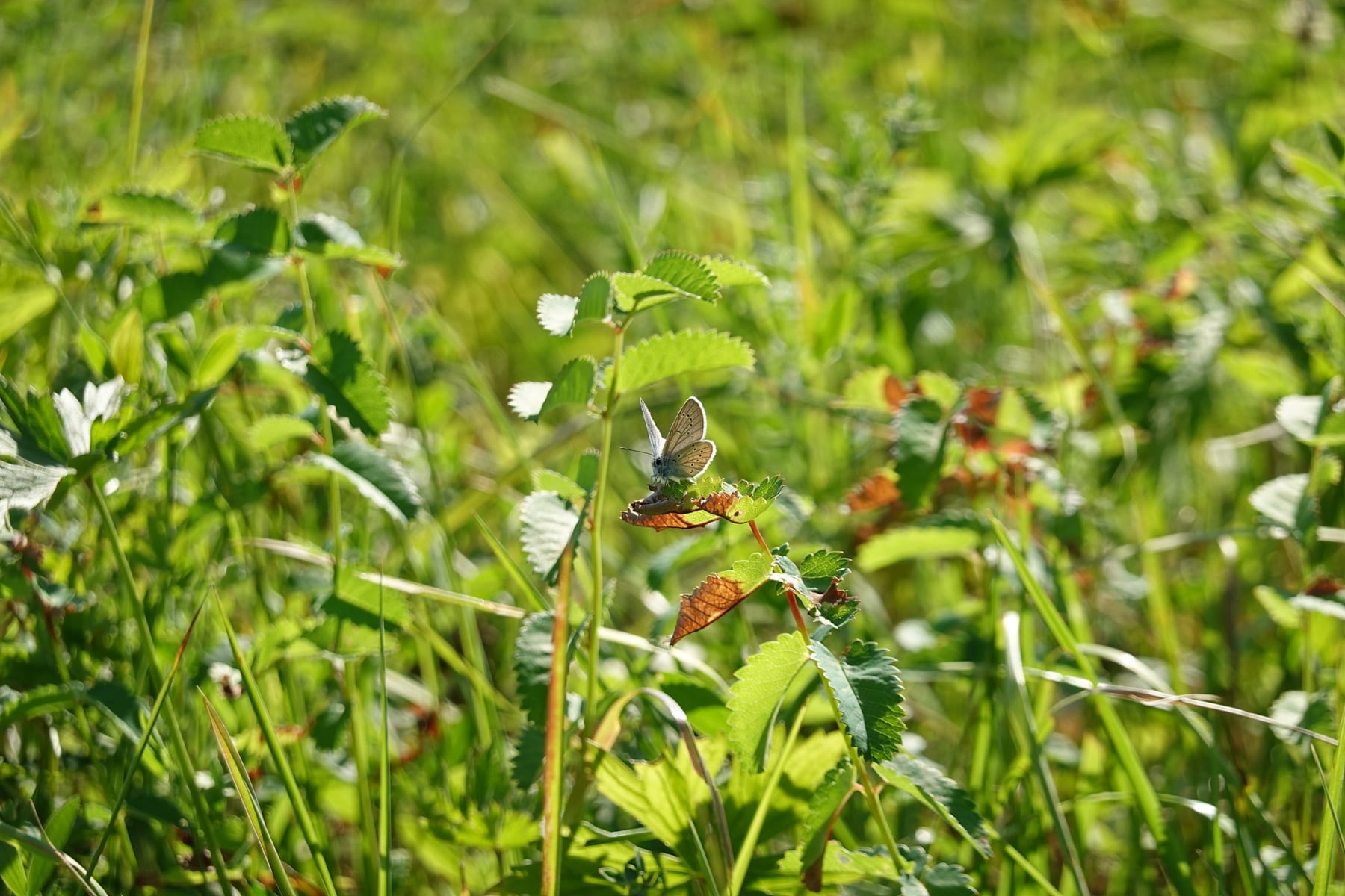 Rotklee-Bläuling (Polyommatus semiargus) auf Blüte — Tagfalterkartierung
