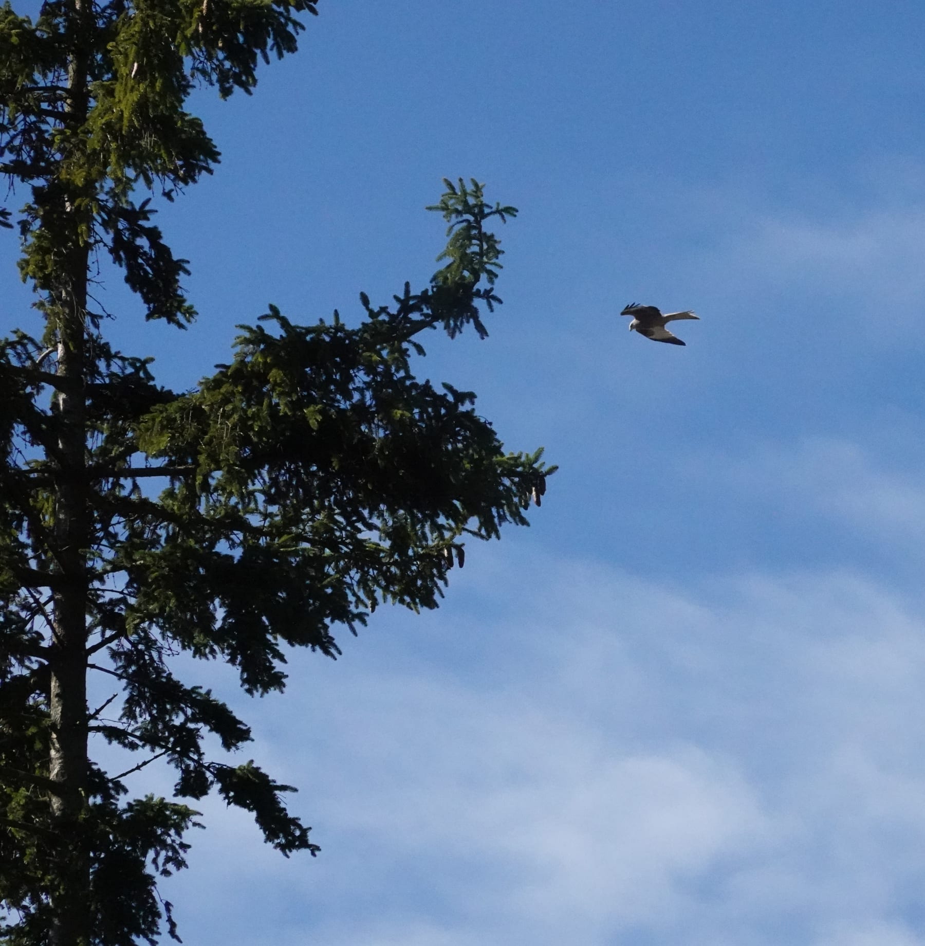 Rotmilan (Milvus milvus) im Flug — planungsrelevante Greifvogelart, Avifauna-Kartierung BW
