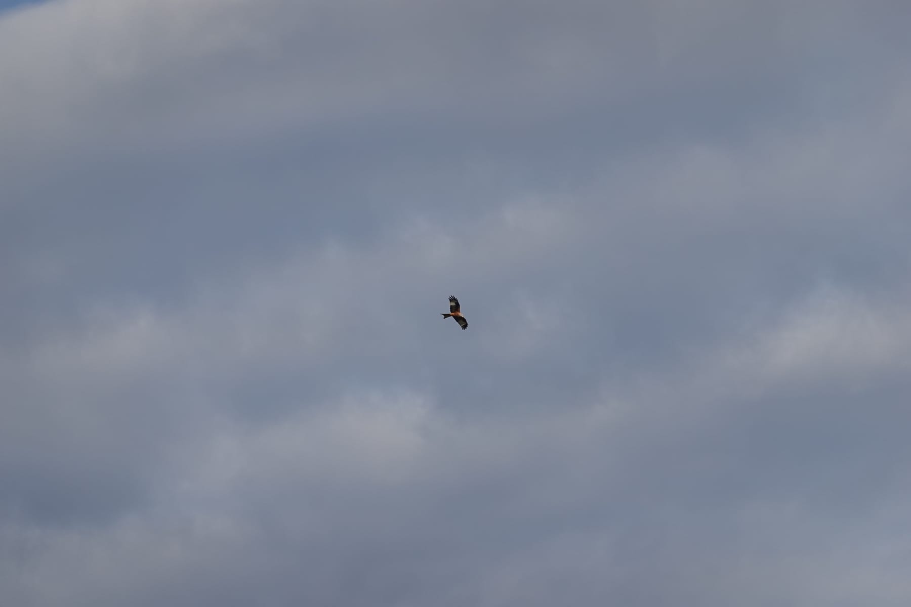 Rotmilan (Milvus milvus) im Flug — Greifvogel der Brutvogelkartierung BW