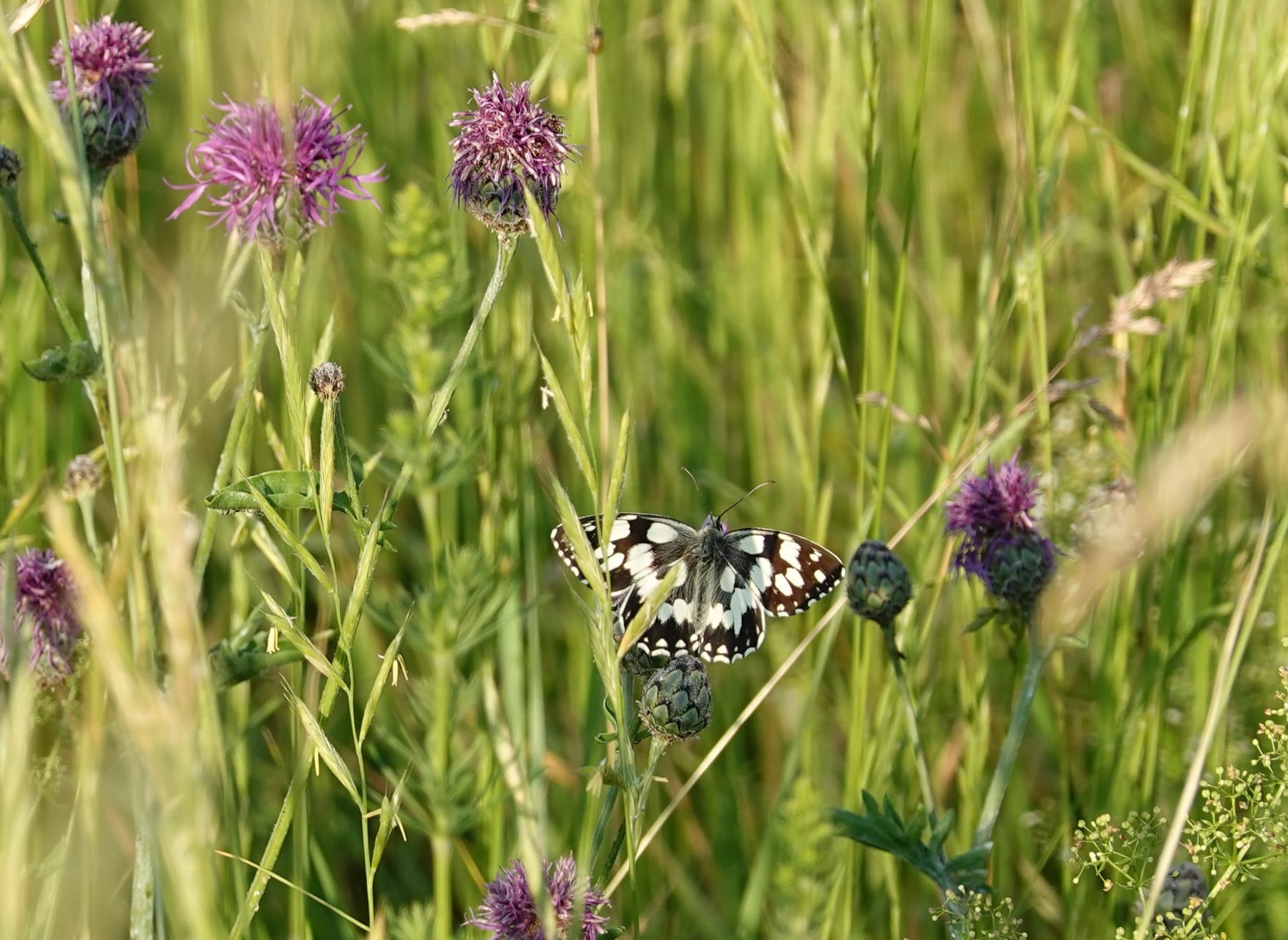 Schachbrettfalter (Melanargia galathea) auf Blüte — Tagfalterkartierung Baden-Württemberg