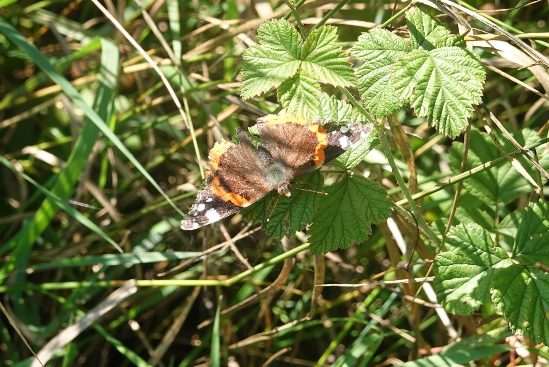 Tagpfauenauge (Aglais io) — häufiger Tagfalter, Indikator für Habitatqualität