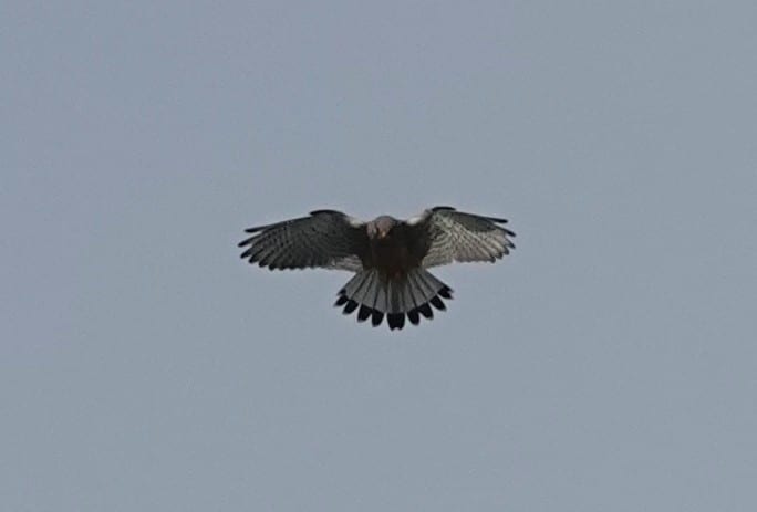 Turmfalke (Falco tinnunculus) — Greifvogel, planungsrelevant in Siedlungs- und Offenlandbereichen
