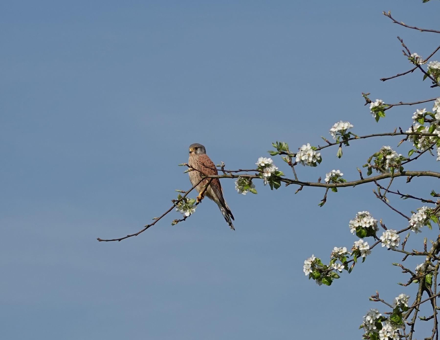 Turmfalke (Falco tinnunculus) — häufiger Brutvogel in Siedlungsnähe