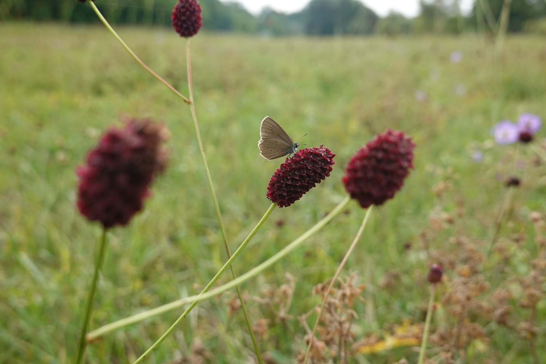 Dunkler Wiesenknopf-Ameisenbläuling (Phengaris nausithous) auf Großem Wiesenknopf