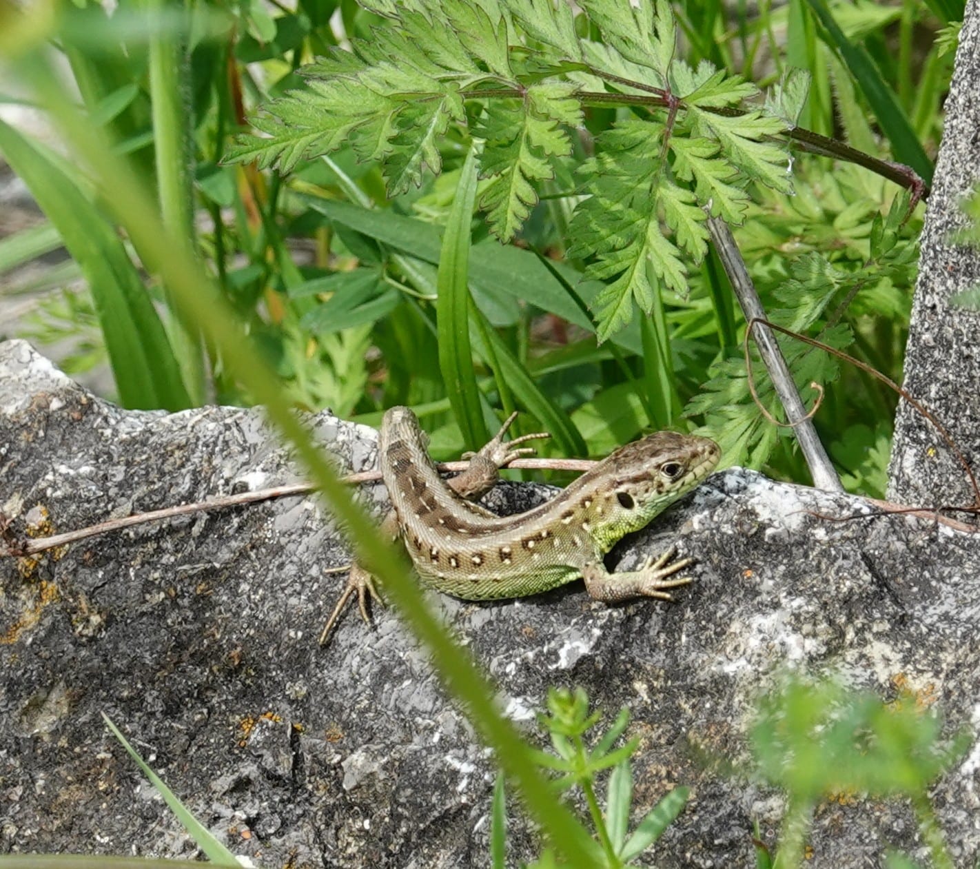 Zauneidechse (Lacerta agilis) — streng geschützte Reptilienart, Kartierung und Umsiedlung in BW
