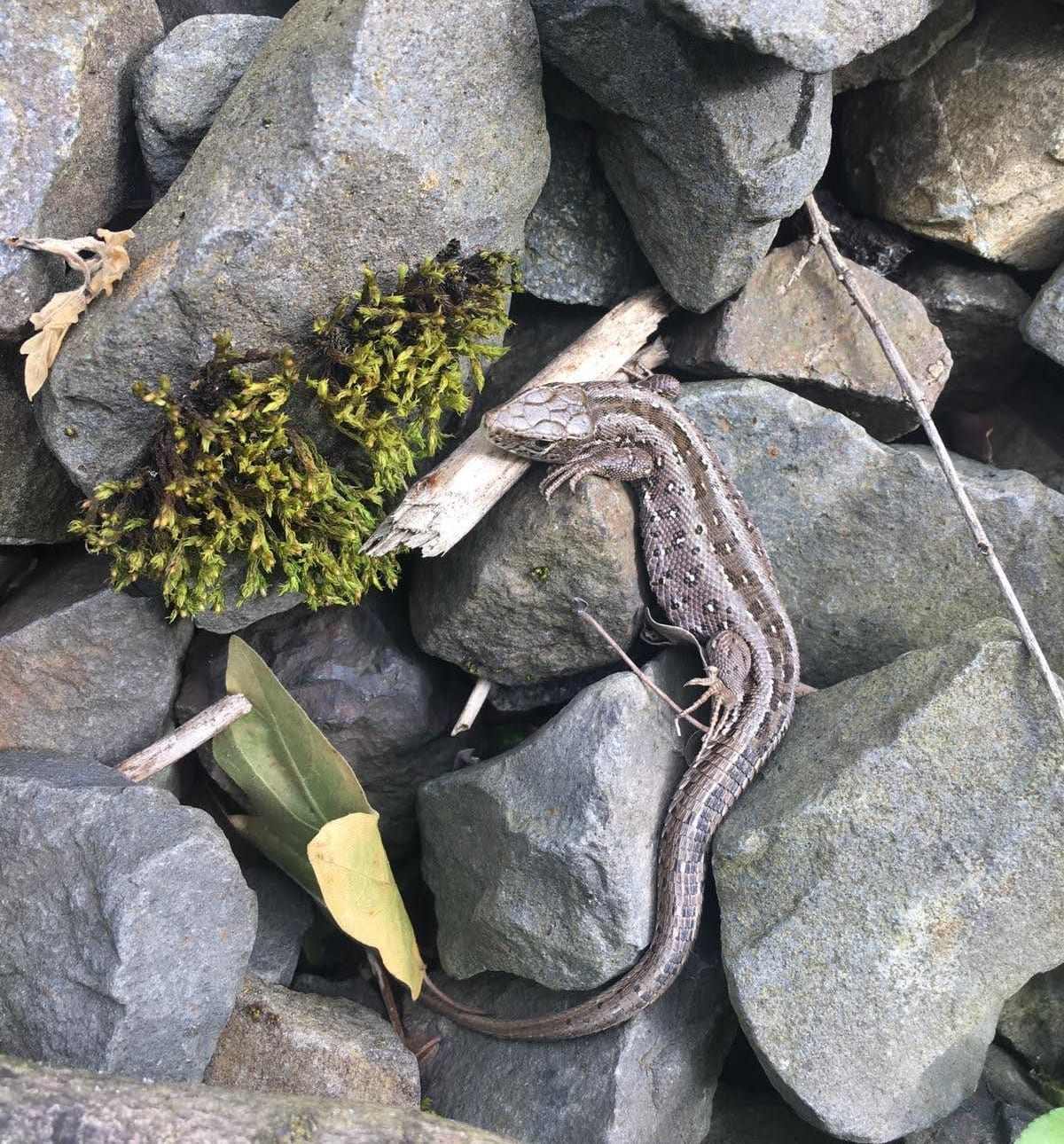 Zauneidechse (Lacerta agilis) — Reptilienkartierung im Rahmen faunistischer Bestandserfassungen