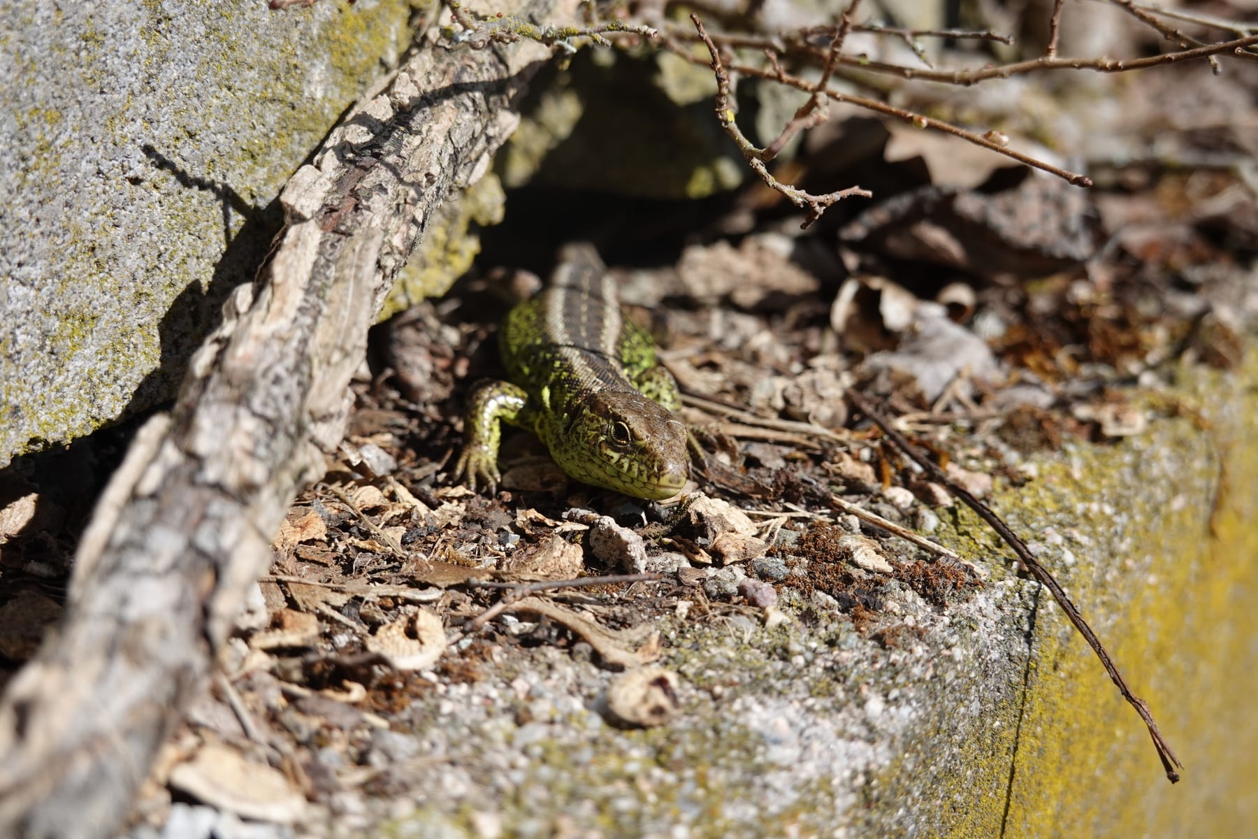 Zauneidechse (Lacerta agilis) — planungsrelevante Reptilienart in Baden-Württemberg